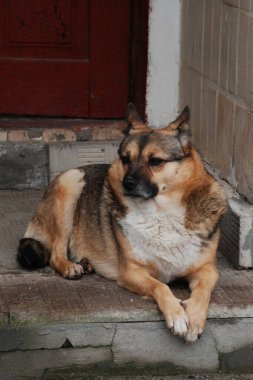  Köpek ya da evcil köpek (Canis lupus familiaris))