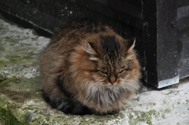 Kedi kedisi (Latince Felis Silvestris catus), kedigiller (Felis) familyasından bir kedi türü.)