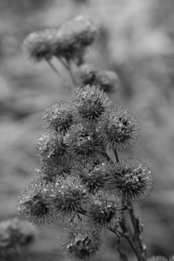 Gerçek dulavratotu meyveleri.