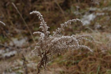 Golden Cowl Canadian (Latin Solidgo canadnsis), bloom, family astropeus, flowers, general view, genus goldenrod, green, leaves, or composite, taç yaprakları, plant, weed, wild, yellow 