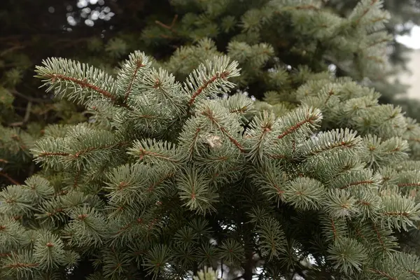 Dikenli, mavi veya Colorado ladin (Picea pungens Engelm.)