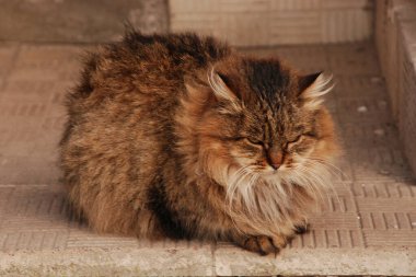 Kedi kedisi (Latince Felis Silvestris catus), kedigiller (Felis) familyasından bir kedi türü.)