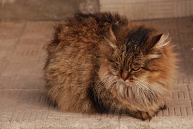 Kedi kedisi (Latince Felis Silvestris catus), kedigiller (Felis) familyasından bir kedi türü.)