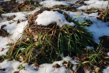 Çimen kokusu yaygındır.