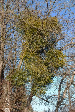 Mistletoe, Ivilga (Viscum) - the genus of semi-parasitic shrubs of the Santal family - Loranthaceae. clipart