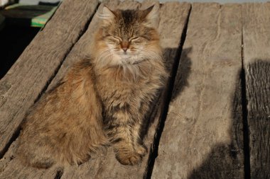Kedi kedisi (Latince Felis Silvestris catus), kedigiller (Felis) familyasından bir kedi türü.)