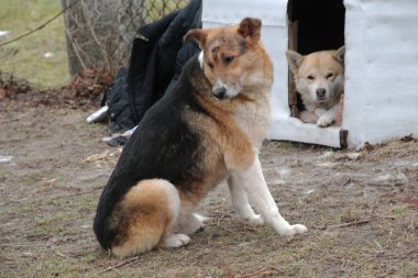 Köpek ya da evcil köpek (Canis lupus familiaris))