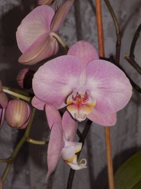 Zozuliantsev ya da Orchidaceae (Orchidaceae) - bitkisel bitkilerin uzun ömürlü karasal veya epifiz bitkilerin anavatanıdır. 