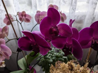 Zozuliantsev ya da Orchidaceae (Orchidaceae) - bitkisel bitkilerin uzun ömürlü karasal veya epifiz bitkilerin anavatanıdır. 