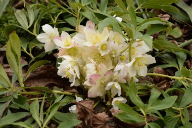  Hellebore, or Zimovnik (lat. Hellborus) clipart