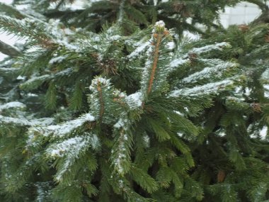  Dikenli, mavi veya Colorado ladin (Picea pungens Engelm.)          