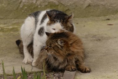 Kedi kedisi (Latince Felis Silvestris catus), kedigiller (Felis) familyasından bir kedi türü.)