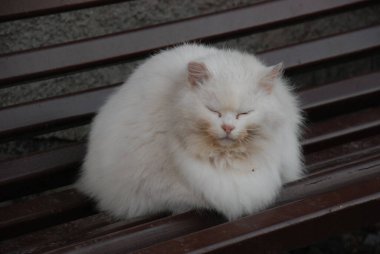 Kedi kedisi (Latince Felis Silvestris catus), kedigiller (Felis) familyasından bir kedi türü.)