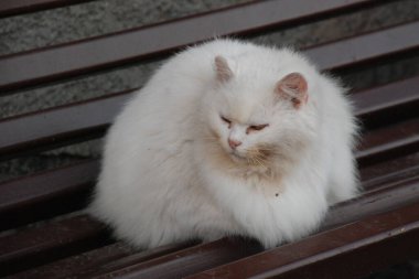 Kedi kedisi (Latince Felis Silvestris catus), kedigiller (Felis) familyasından bir kedi türü.)