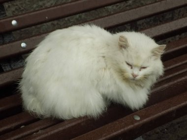 Kedi kedisi (Latince Felis Silvestris catus), kedigiller (Felis) familyasından bir kedi türü.)