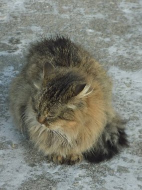Kedi kedisi (Latince Felis Silvestris catus), kedigiller (Felis) familyasından bir kedi türü.)