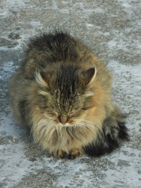 Kedi kedisi (Latince Felis Silvestris catus), kedigiller (Felis) familyasından bir kedi türü.)
