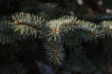 Dikenli, mavi veya Colorado ladin (Picea pungens Engelm.) 
