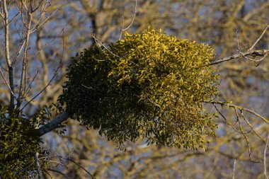 Mistletoe, Ivilga (Viscum) - the genus of semi-parasitic shrubs of the Santal family - Loranthaceae. clipart