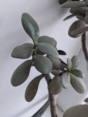 Crassula ovata (as Crassula portulacea Lam. ), ovata veya ovata (Crassula ovata), ayrıca para ağacı, yeşim ağacı, arkadaşlık ağacı olarak da bilinir.