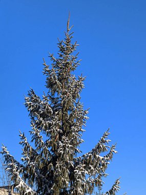 Dikenli, mavi veya Colorado ladin (Picea pungens Engelm.) 