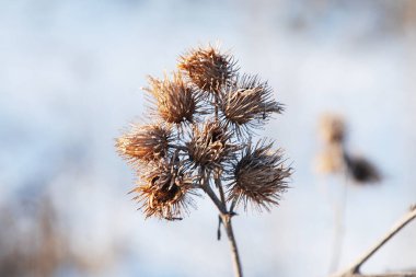  Gerçek dulavratotu meyveleri.