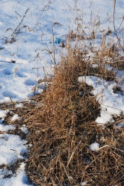 Çimen kokusu yaygındır.