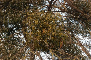 Ökseotu, Ivilga (Viscum) - Santal ailesinin yarı asalak çalılarının cinsi - Loranthaceae.