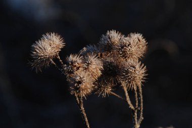  Gerçek dulavratotu meyveleri. 