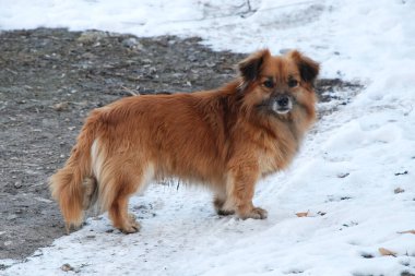 Köpek ya da evcil köpek (Canis lupus familiaris))