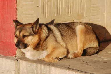 Köpek ya da evcil köpek (Canis lupus familiaris))