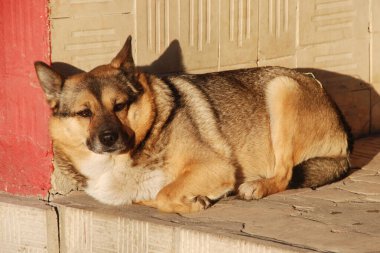 Köpek ya da evcil köpek (Canis lupus familiaris))