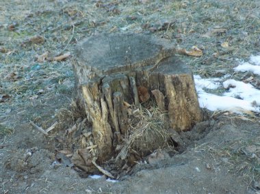 Kurumuş bir ağacın gövdesi.