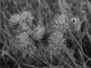 Gerçek dulavratotu meyveleri.          