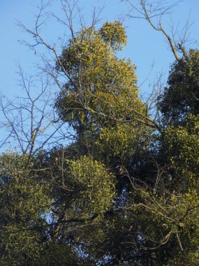 Ökseotu, Ivilga (Viscum) - Santal ailesinin yarı asalak çalılarının cinsi - Loranthaceae.