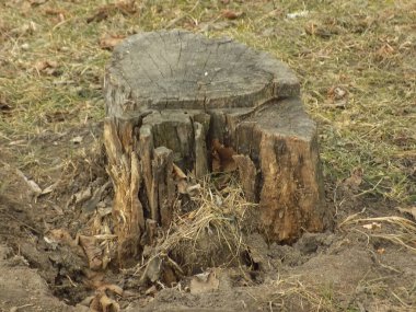 Kurumuş bir ağacın gövdesi.