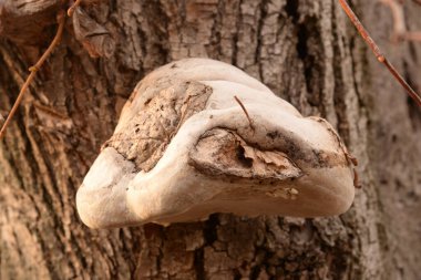 Tile pleurotus (Pleurotus ostreatus), Pleurotus familyasından bir mantar türüdür.). 