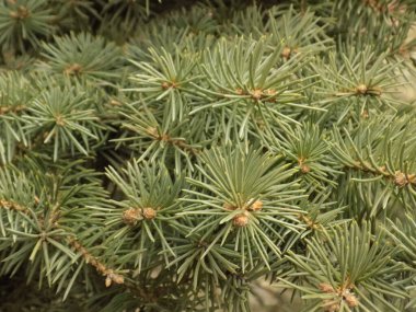 Dikenli, mavi veya Colorado ladin (Picea pungens Engelm.)  