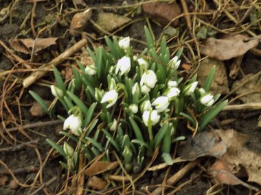 Yaygın kar damlası, beyaz kar damlası (Galanthus nivalis)  