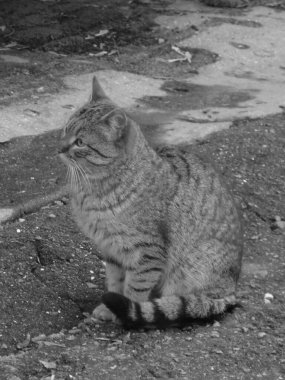 Kedi kedisi (Latince Felis Silvestris catus), kedigiller (Felis) familyasından bir kedi türü.)          