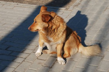 Köpek ya da evcil köpek (Canis lupus familiaris))