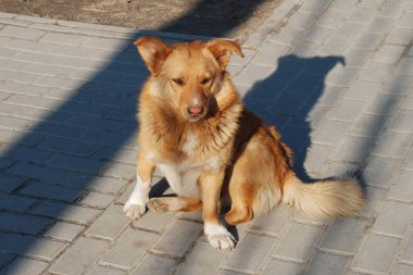 Köpek ya da evcil köpek (Canis lupus familiaris))