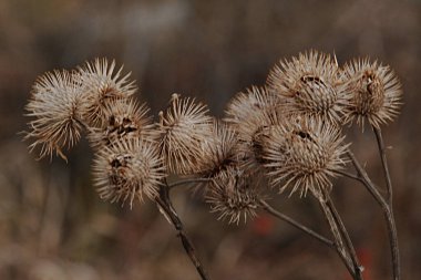 Gerçek dulavratotu meyveleri.