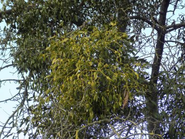 Ökseotu, Ivilga (Viscum) - Santal ailesinin yarı asalak çalılarının cinsi - Loranthaceae.