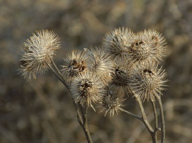 Gerçek dulavratotu meyveleri.