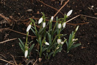  Yaygın kar damlası, beyaz kar damlası (Galanthus nivalis)  