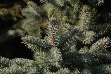 Dikenli, mavi veya Colorado ladin (Picea pungens Engelm.)  