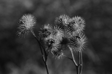 Gerçek dulavratotu meyveleri.