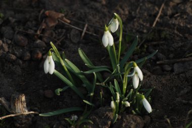  Yaygın kar damlası, beyaz kar damlası (Galanthus nivalis)  