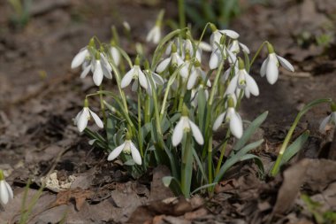  Yaygın kar damlası, beyaz kar damlası (Galanthus nivalis)  